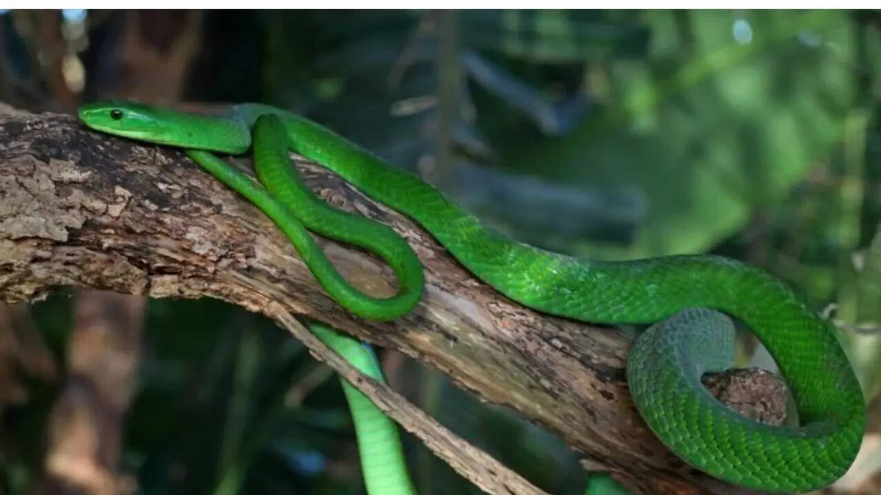 Green Mamba