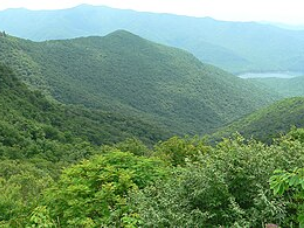 Appalachian forests