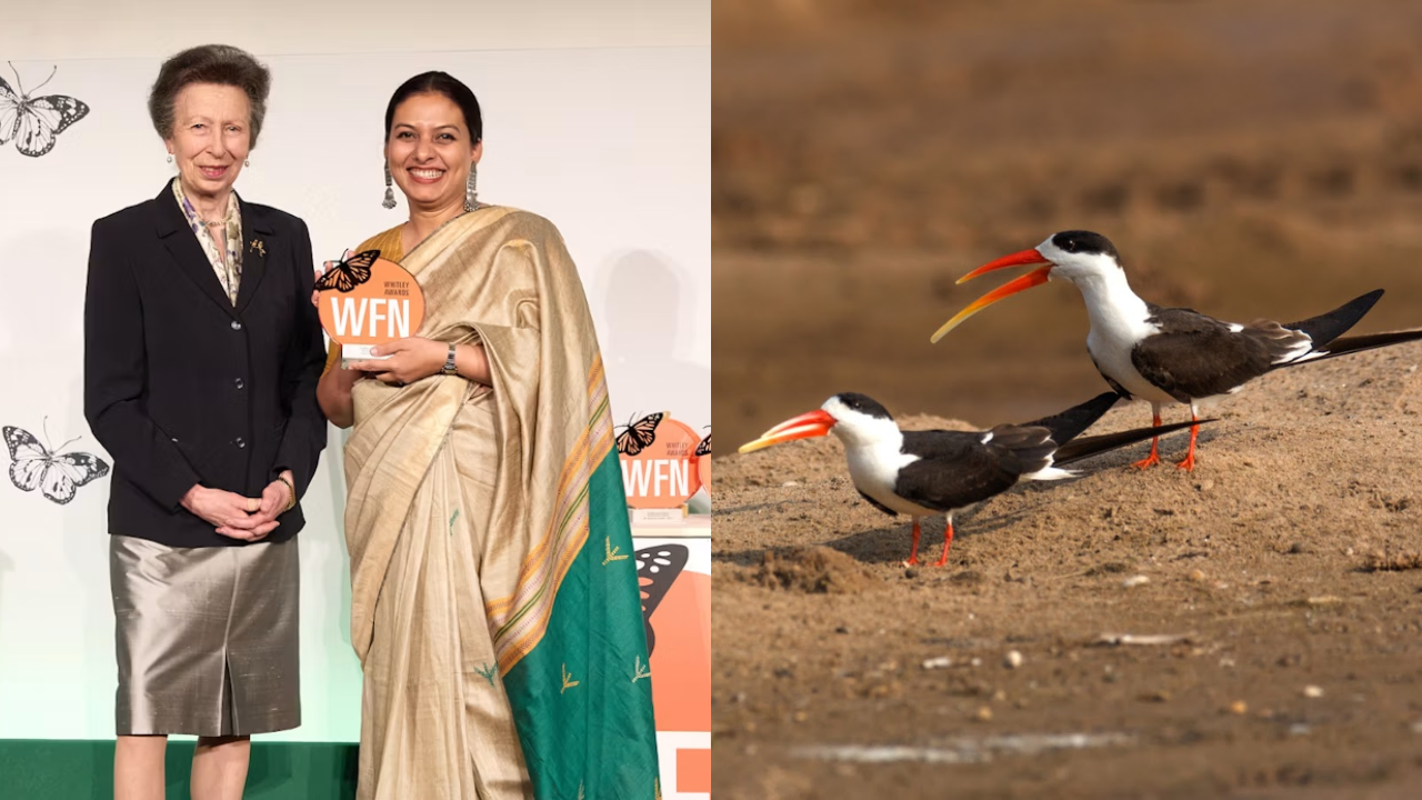 Parveen Shaikh’s mission to save the endangered Indian Skimmer