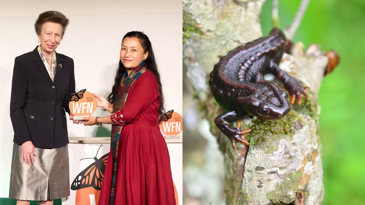 Barkha Subba’s fight to protect the Himalayan Salamander