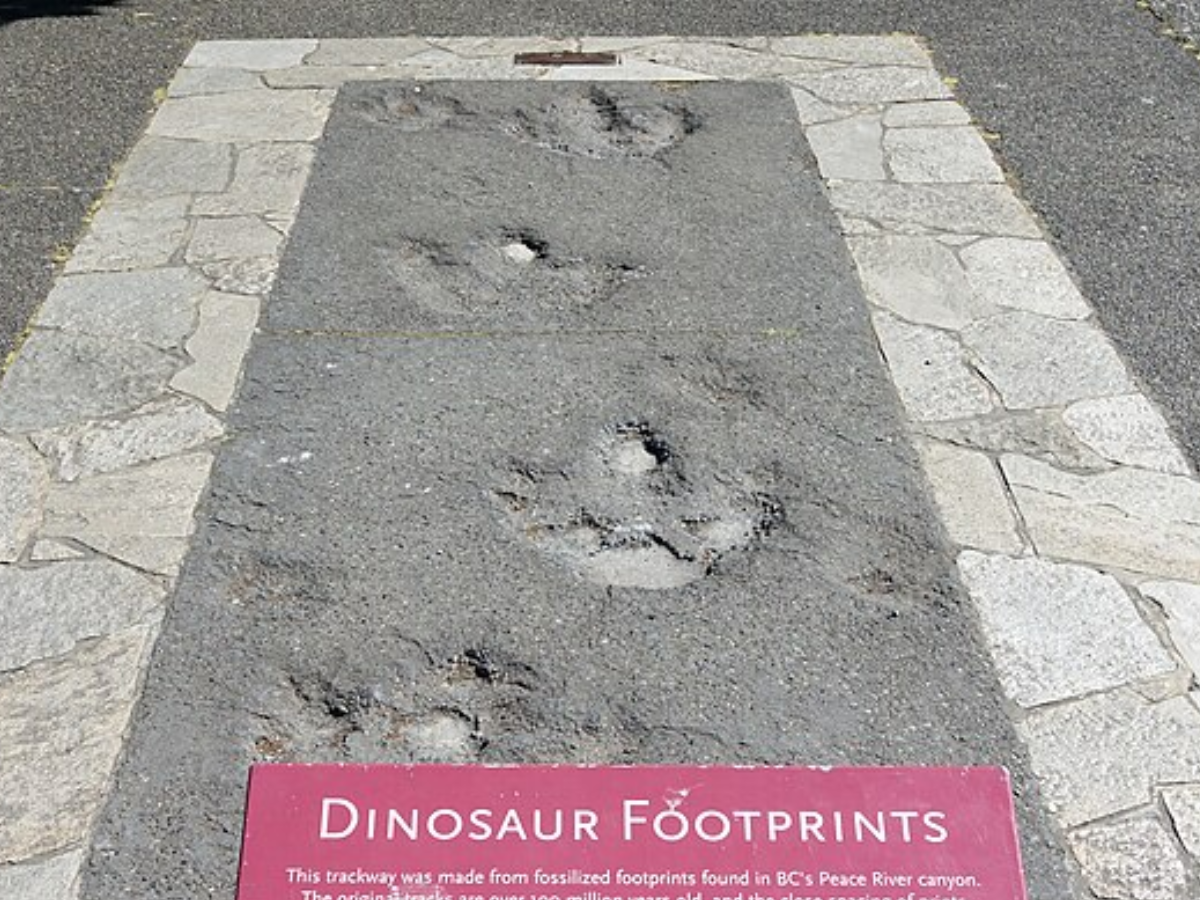 Dinosaur footprints