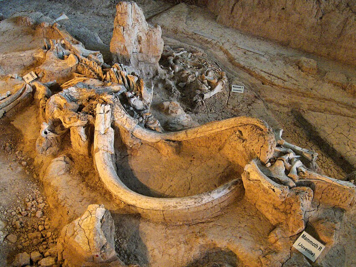 Waco mammoth