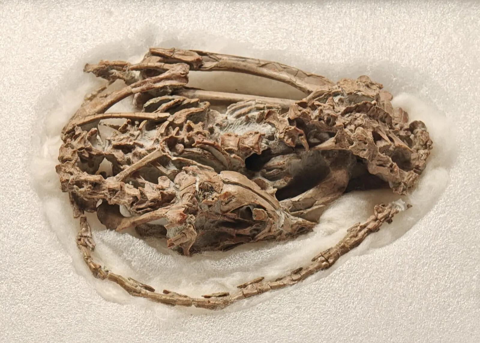 Mei_long_holotype_(cropped)