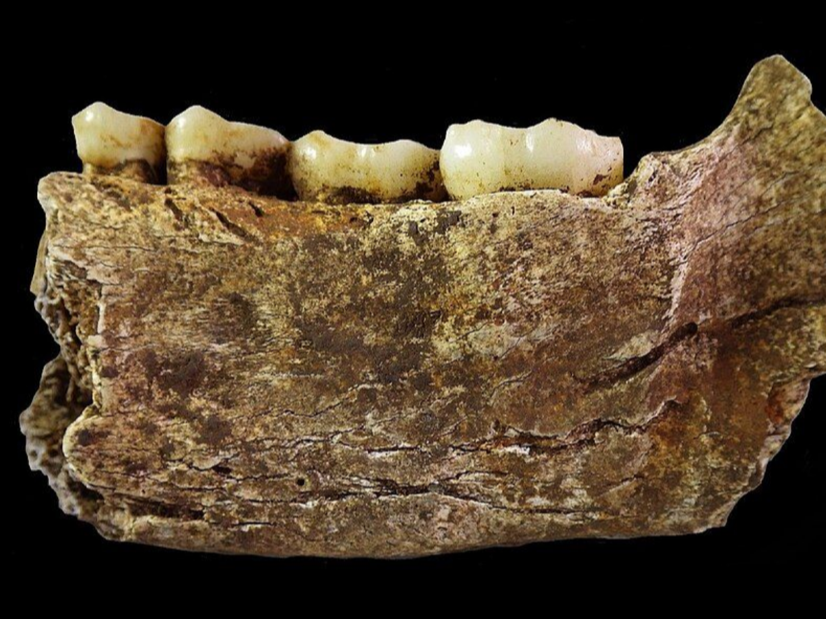 Wikimedia Commons Image of Homo naledi mandible