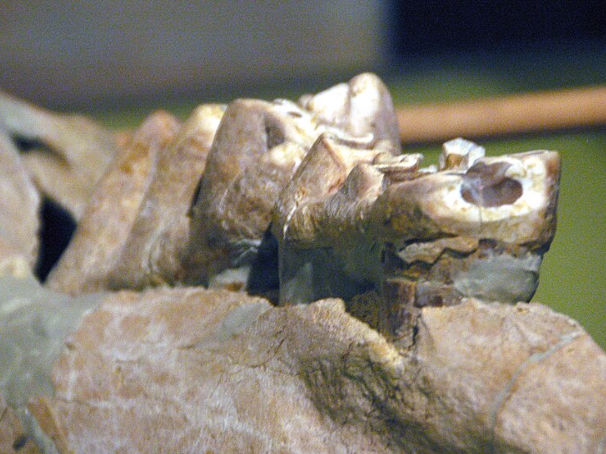 Miocene Florida fossils