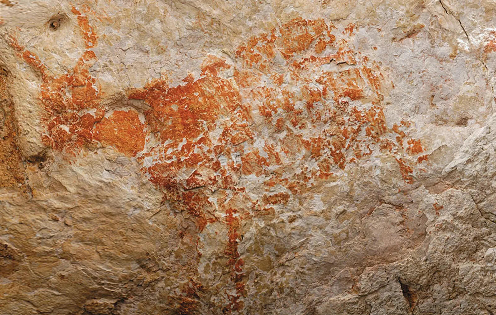 An Unknown Bovine