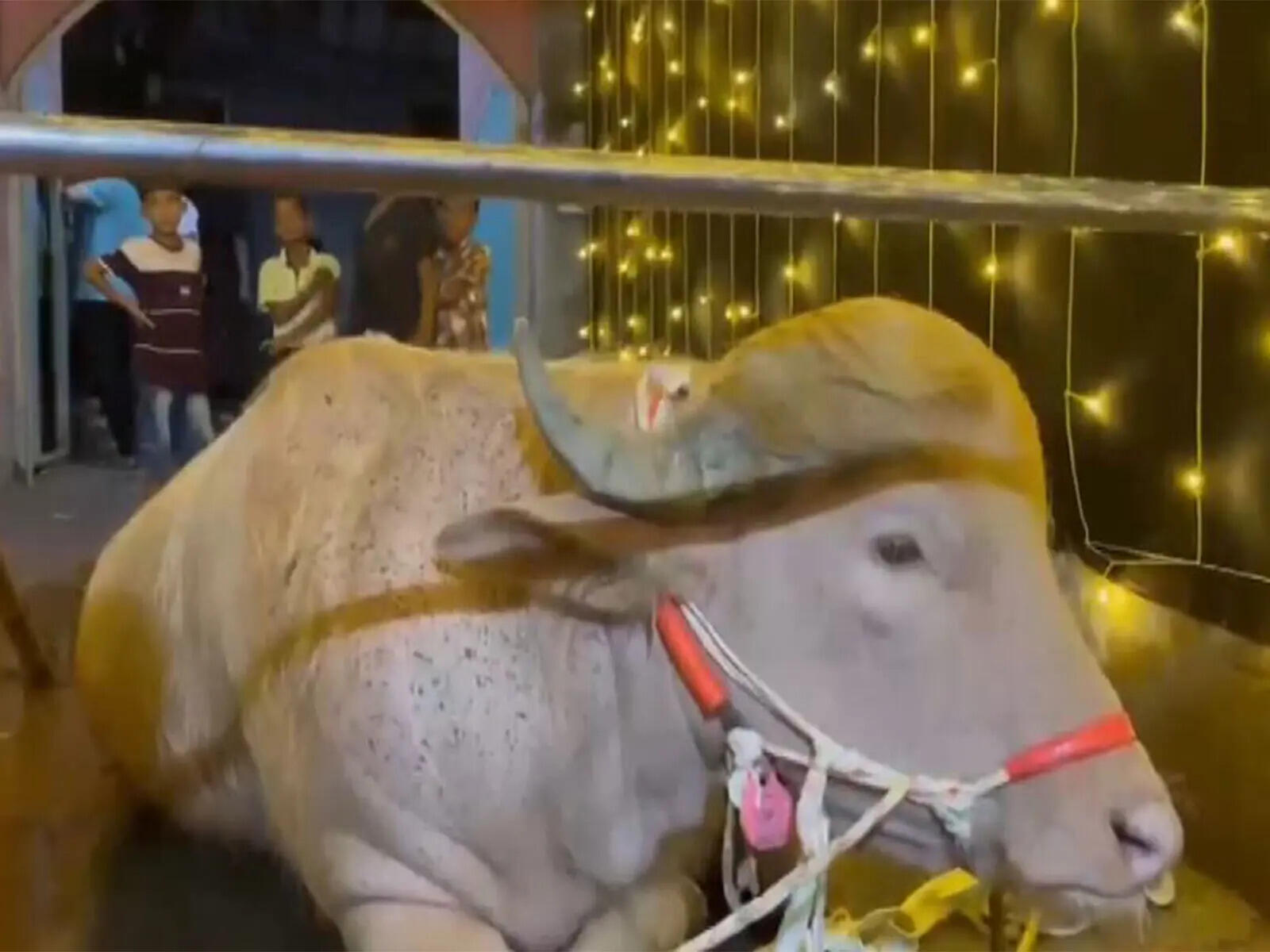 Buffalo spared