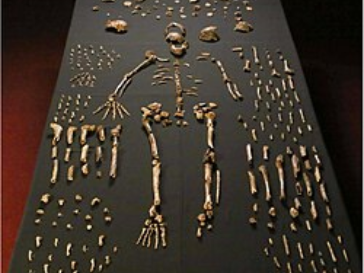 Homo naledi