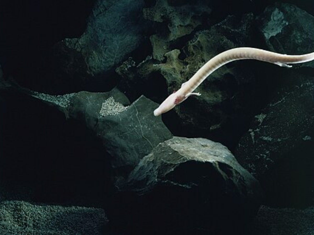 Subterranean fauna