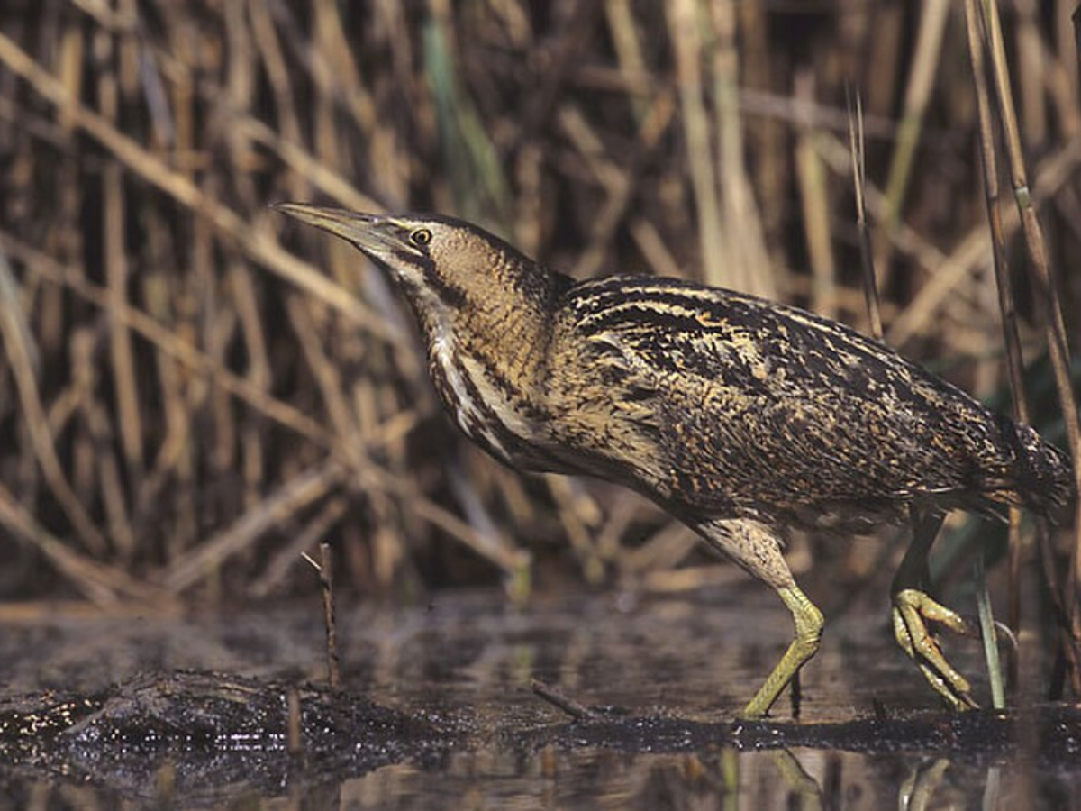 Image of Bittern bird (Botaurus stellaris)