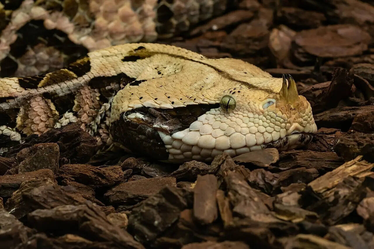Gabunviper_Bitis_gabonica-7848