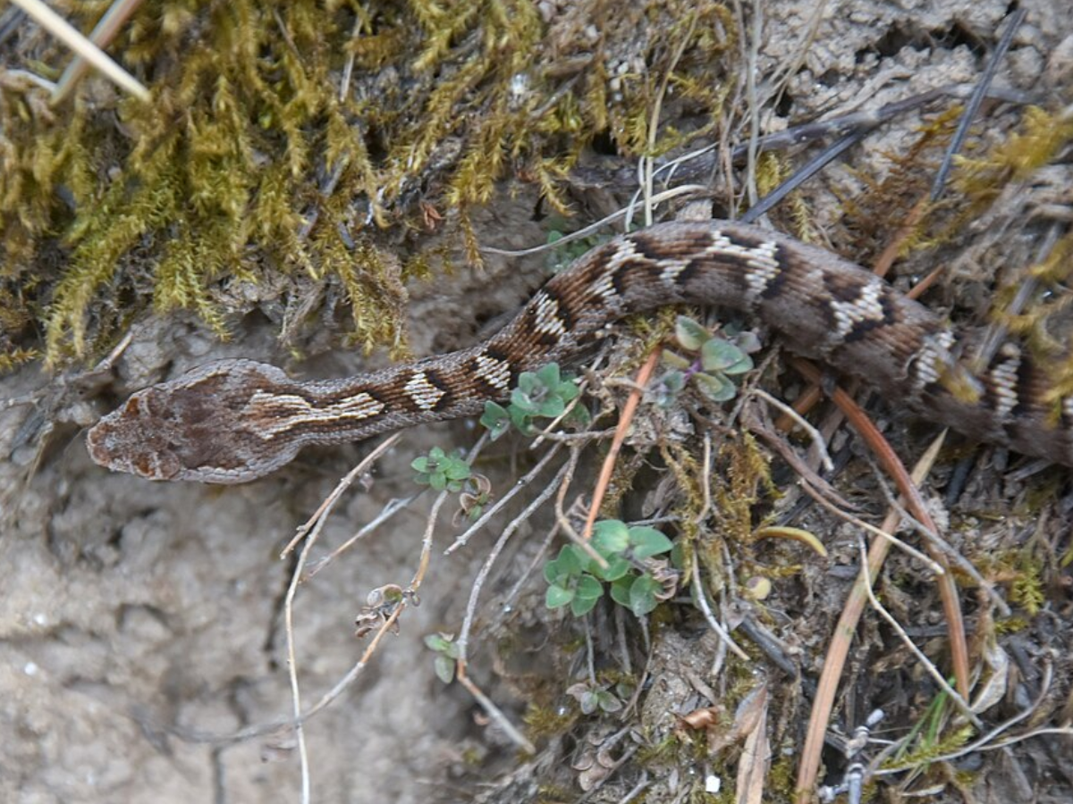 Image of Himalayan Pit Viper