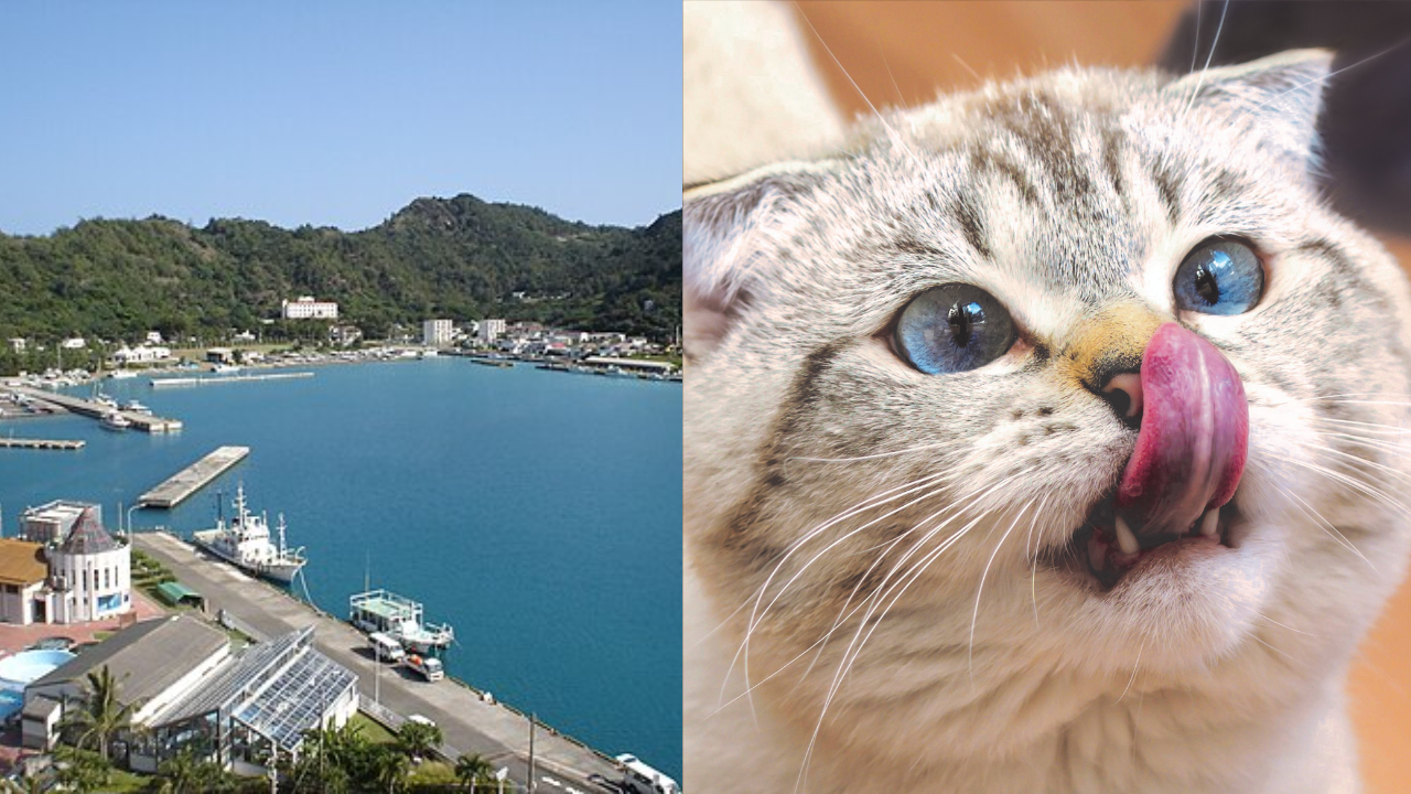 Japan removed 131 invasive cats from remote island & why ecosystem rebounded faster