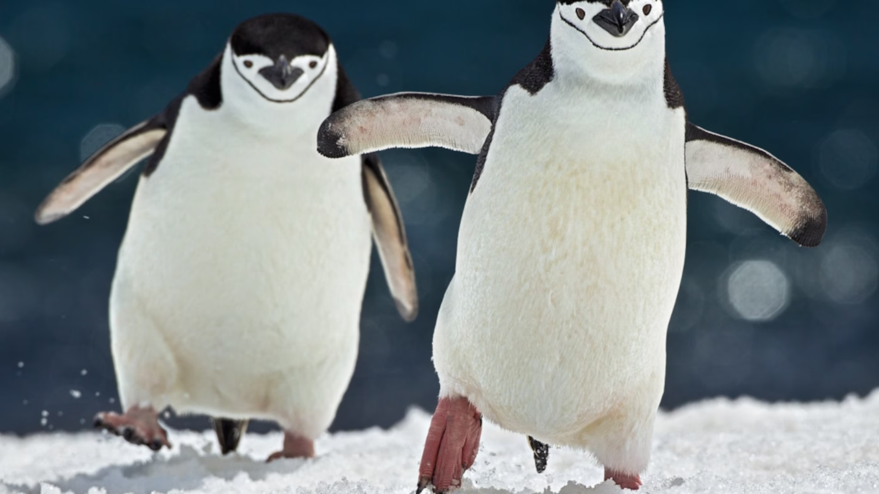 Chinstrap Penguins