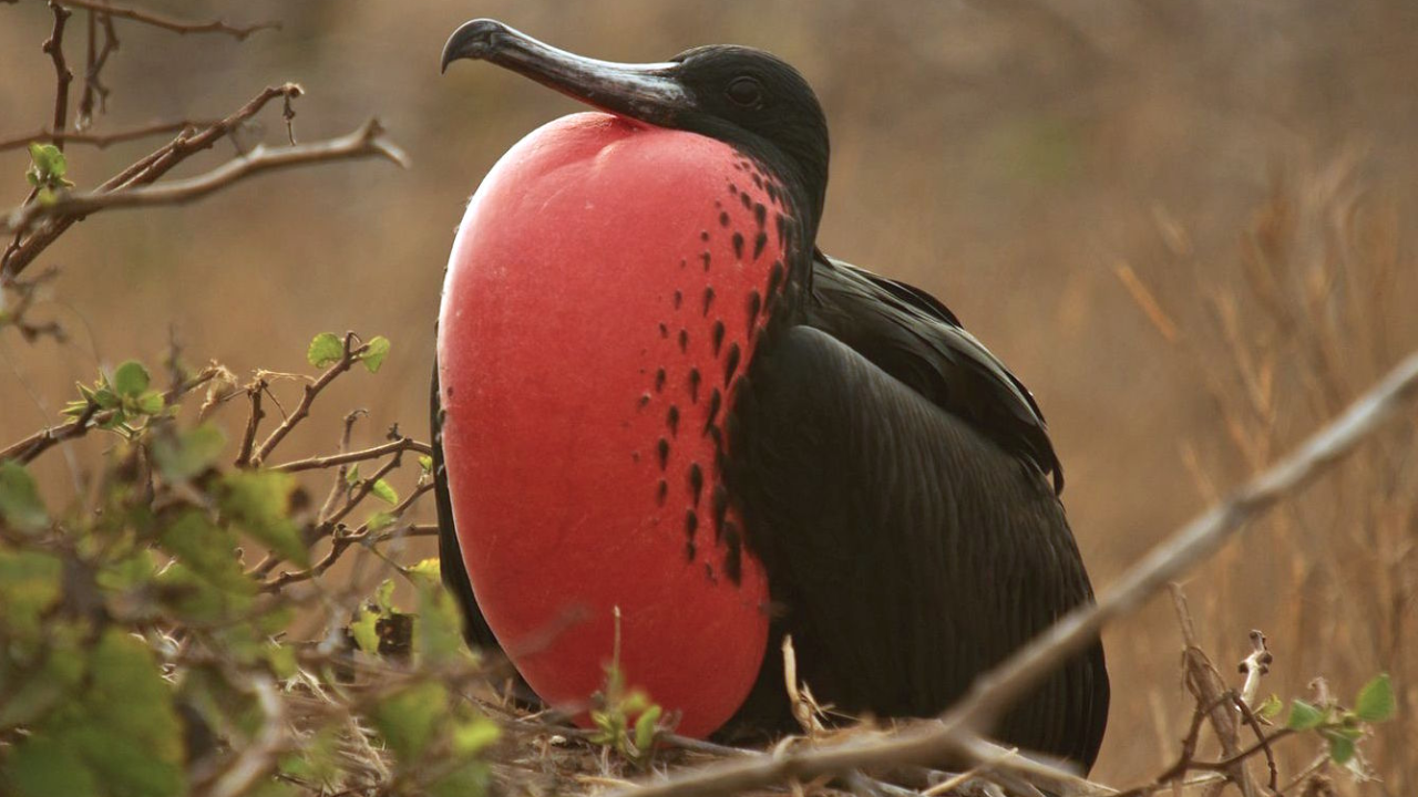 Frigatebirds