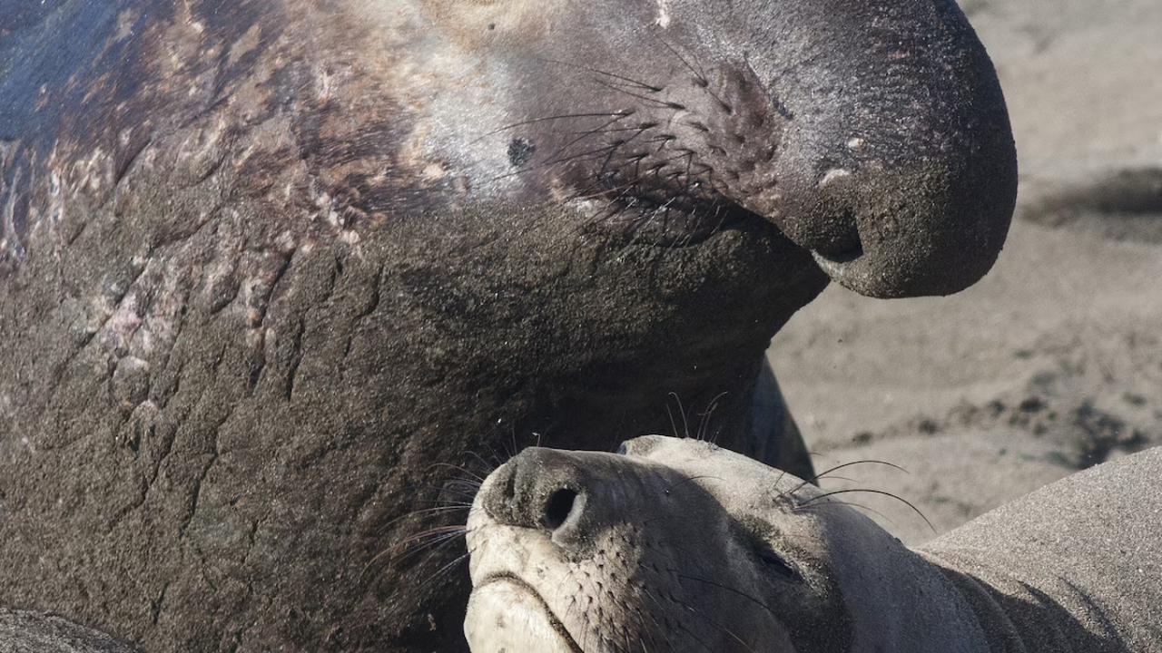 Northern Elephant Seals