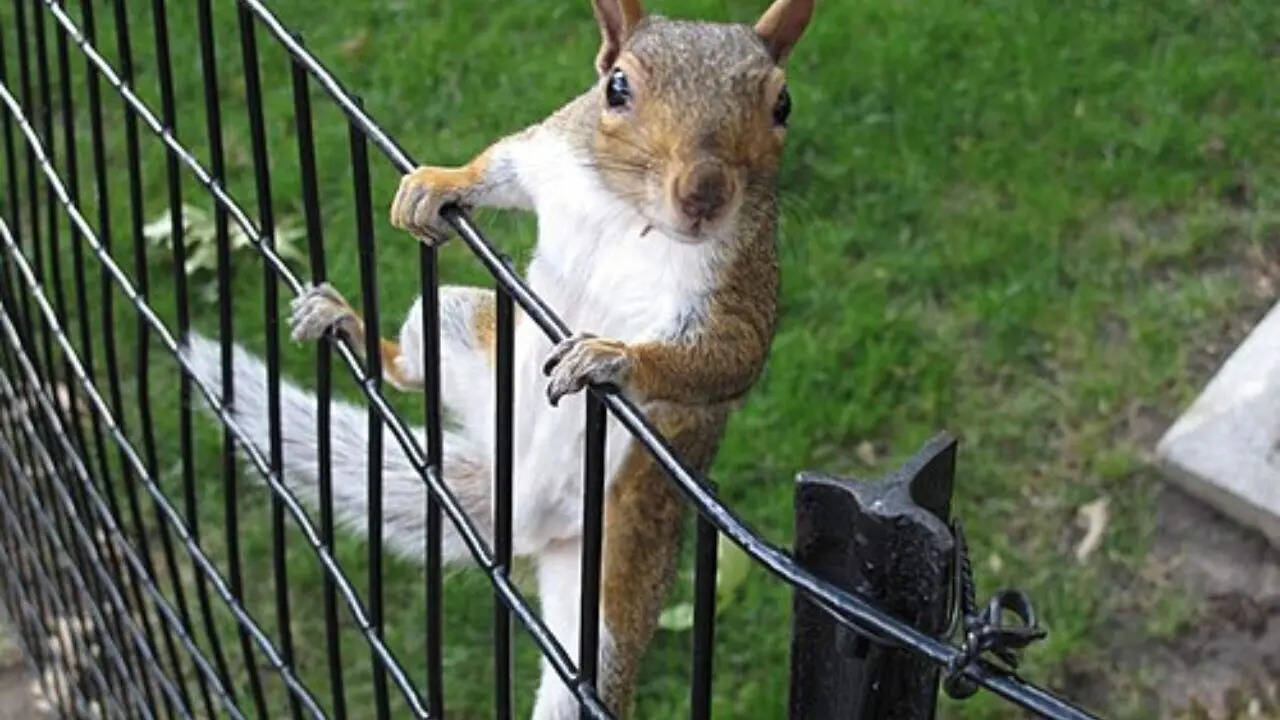 10 fascinating squirrel facts that reveal how clever these tiny animals really are