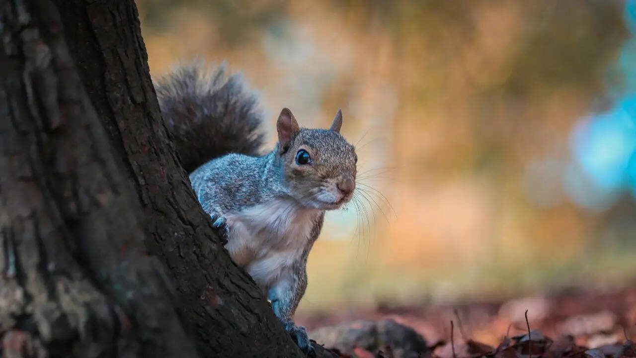 10 fascinating squirrel facts that reveal how clever these tiny animals really are