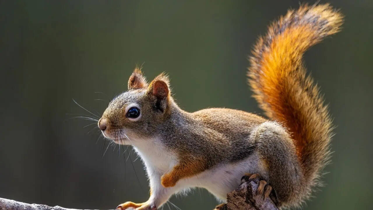 10 fascinating squirrel facts that reveal how clever these tiny animals really are