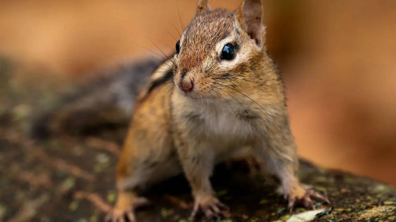 10 fascinating squirrel facts that reveal how clever these tiny animals really are
