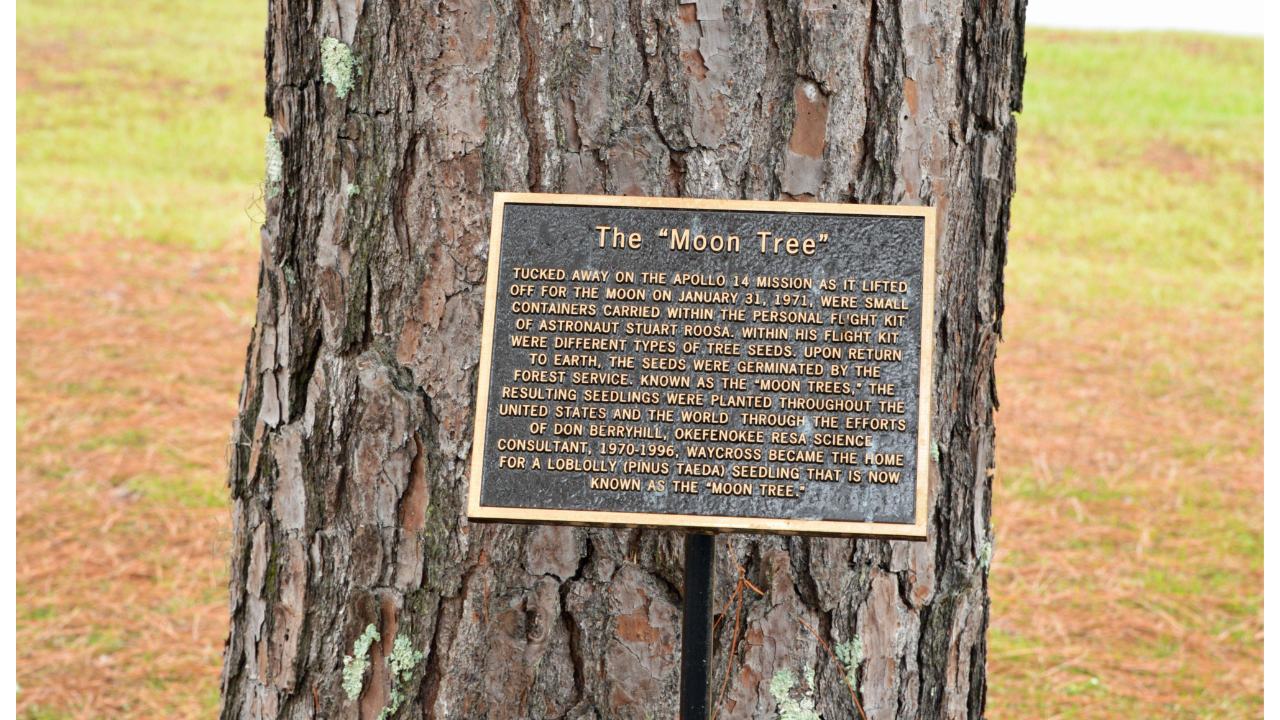 Learn about Moon Trees: Apollo 14 astronauts carried hundreds of tree seeds around the Moon in 1971 and now they are thriving across America