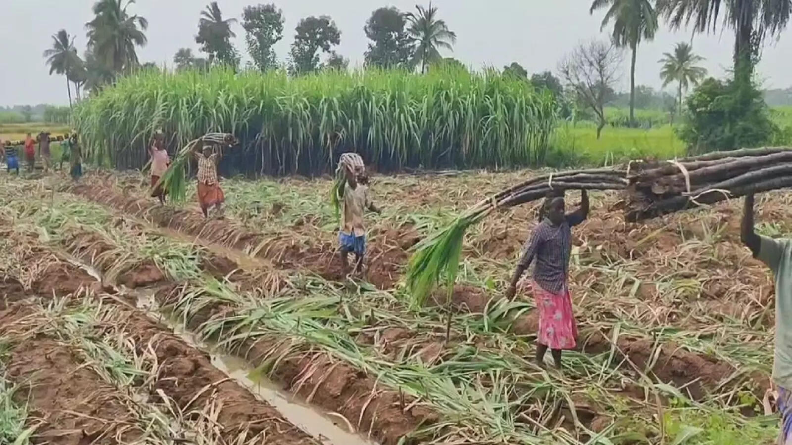 Centre withdraws draft Sugarcane Control Order after pushback from khandsari units, farmers