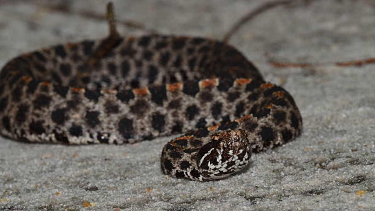 Snakes of Florida