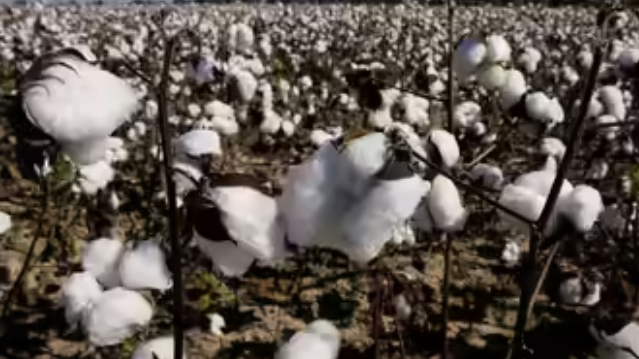 Govt waives cotton import duty till October 30 to boost supplies, ease input costs