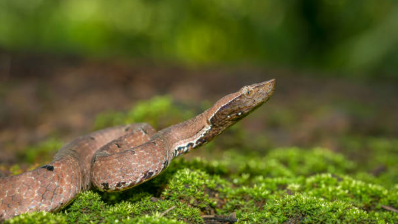 Snakes of Florida