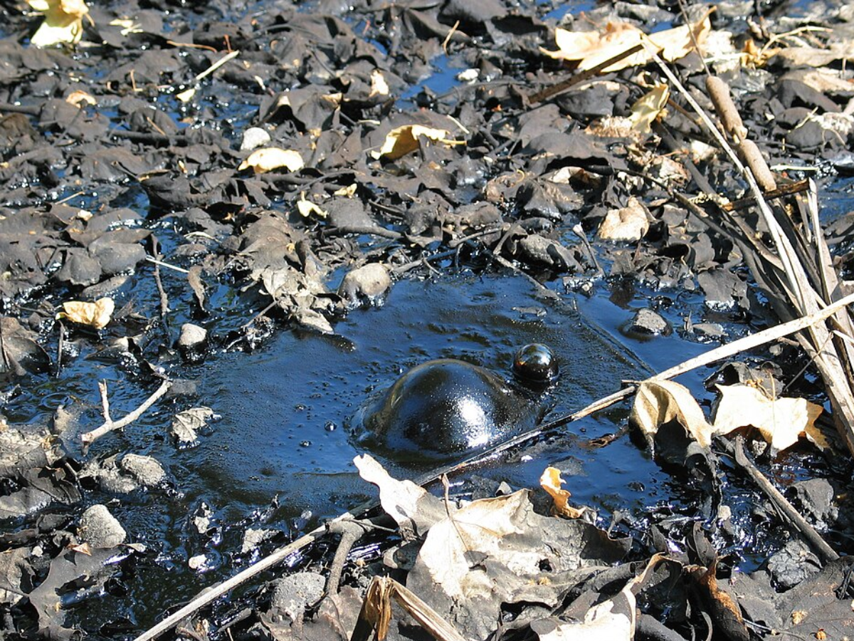 Image of Tar bubble at the La Brea Tar Pits