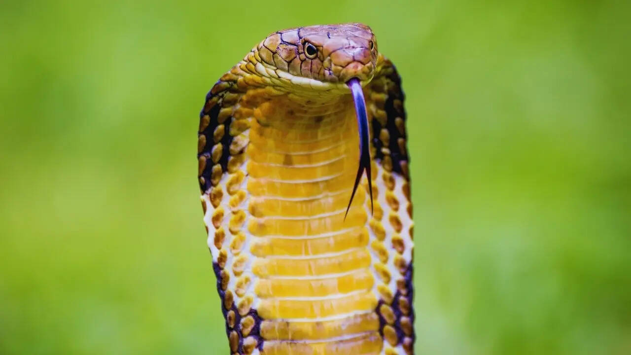 Close-up of a king cobra