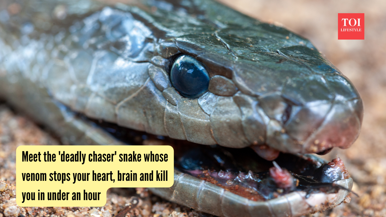 Meet the 'deadly chaser' snake whose venom stops your heart, brain and kill you in under an hour