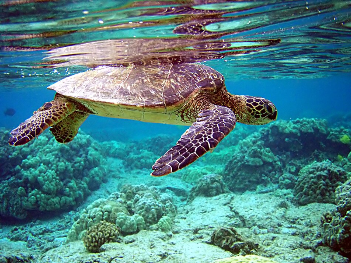 Image of a green Sea Turtle