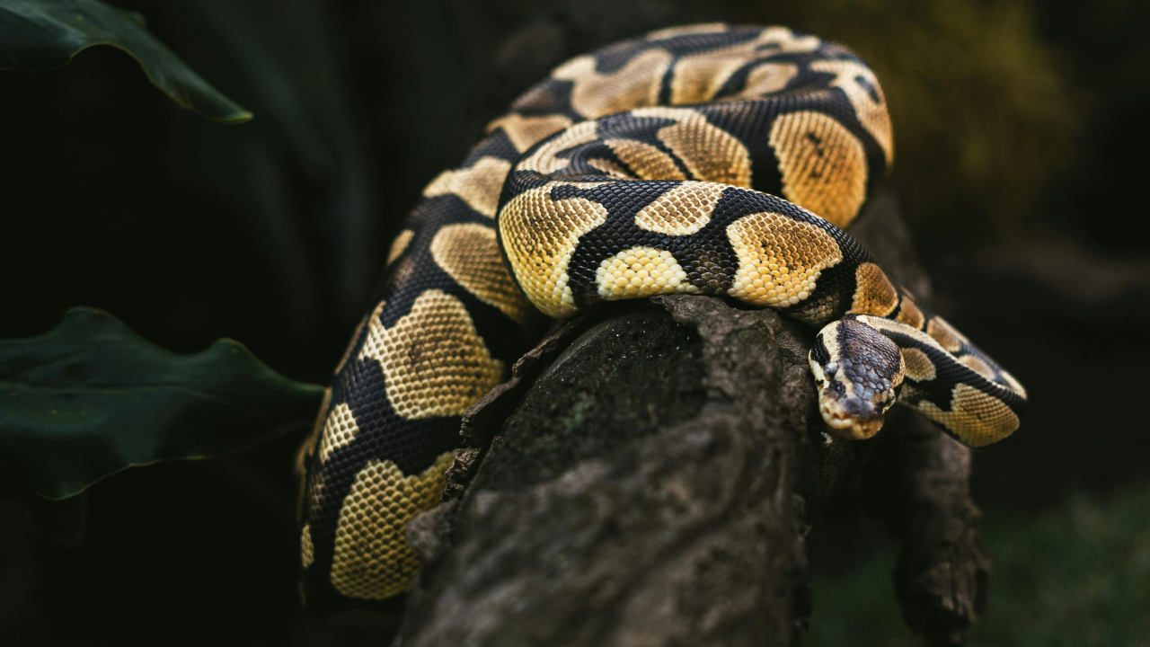 Python genus: the true pythons of Africa and Asia