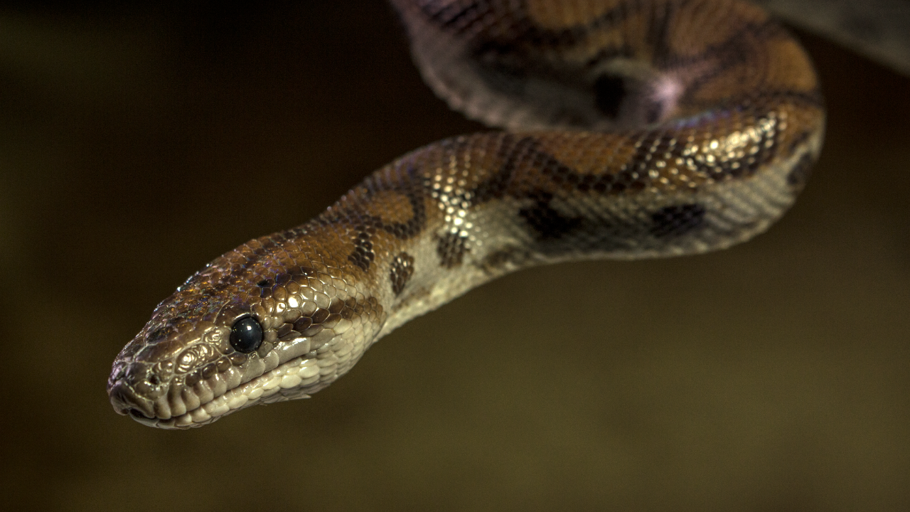 Morelia genus: Australia’s carpet and tree pythons