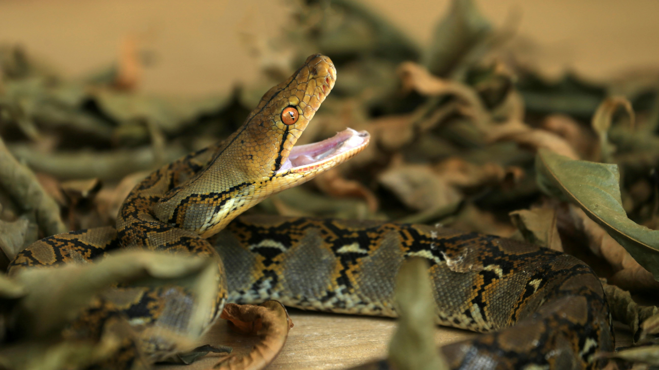 Antaresia genus: the smallest pythons in the world