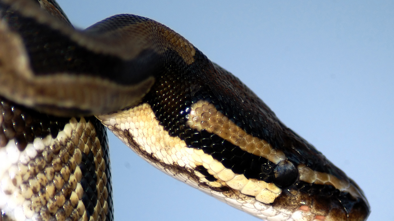Antaresia genus: the smallest pythons in the world