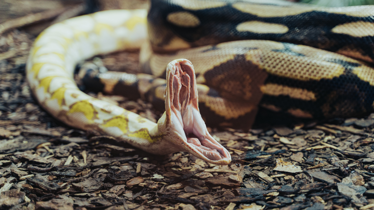 Apodora genus: The giant Papuan python