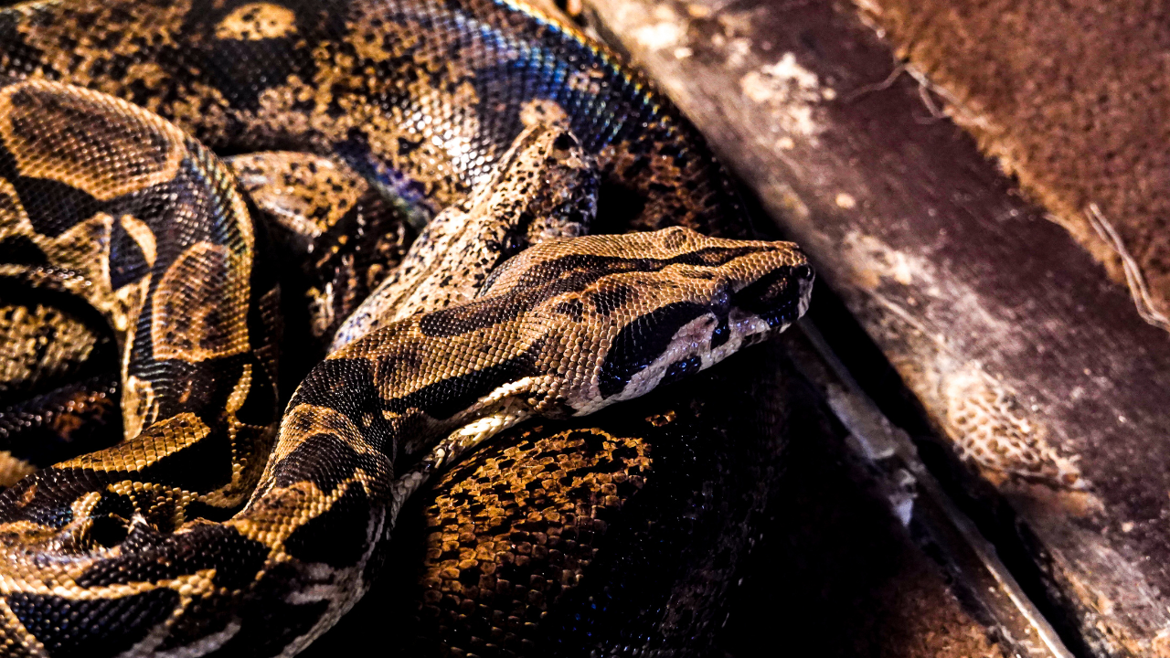 Bothrochilus genus: Ringed pythons of island ecosystems