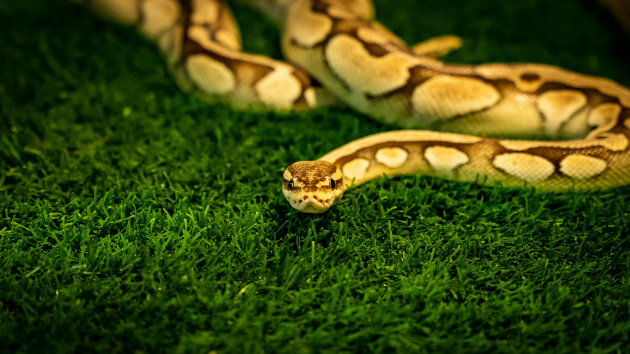Simalia genus: giant rainforest pythons