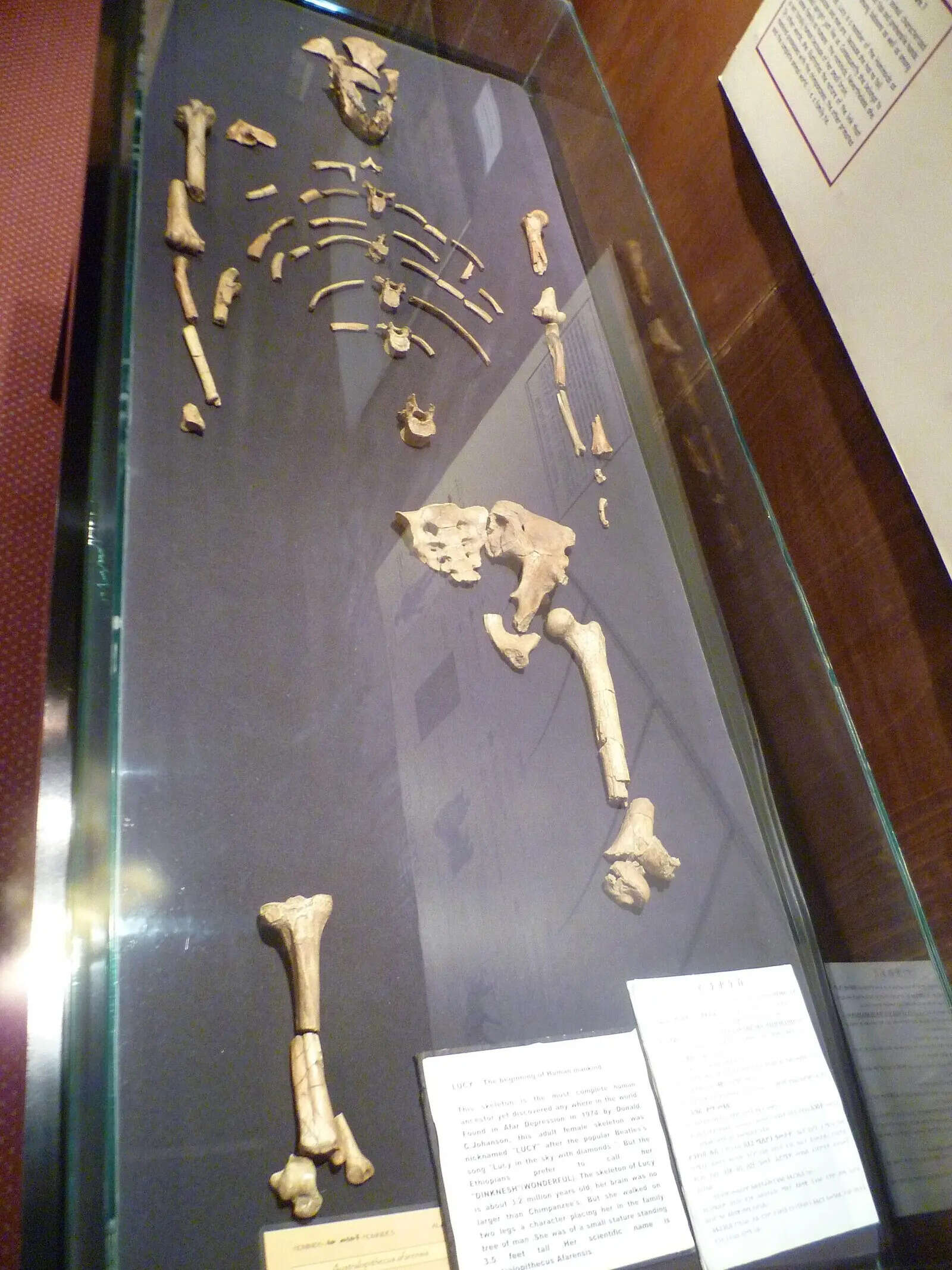 Lucy_(Australopithecus)_National_Museum_of_Ethiopia