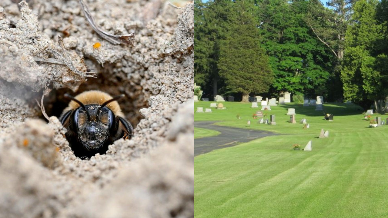 Scientists discover 5.5 million bees living beneath a New York cemetery for over 100 years and it could help save vulnerable pollinators