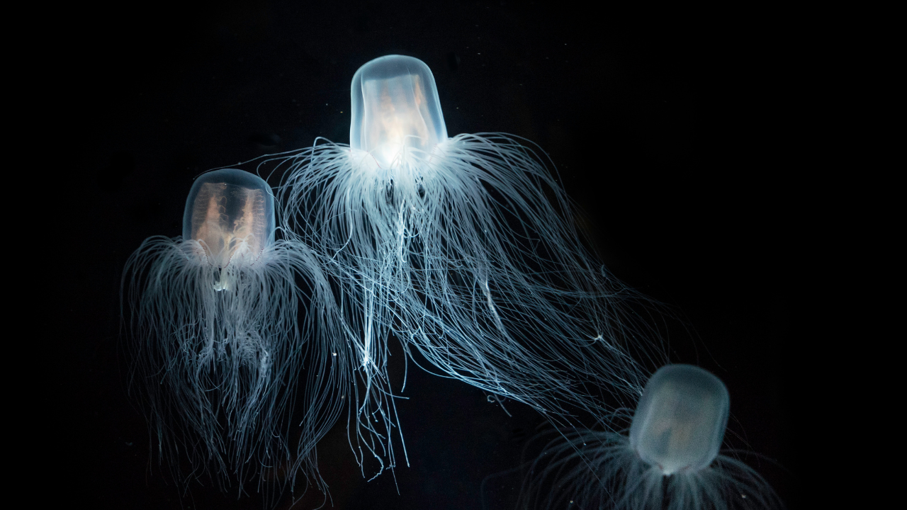 Jellyfish