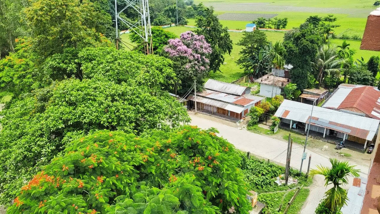 Greenery after the rains