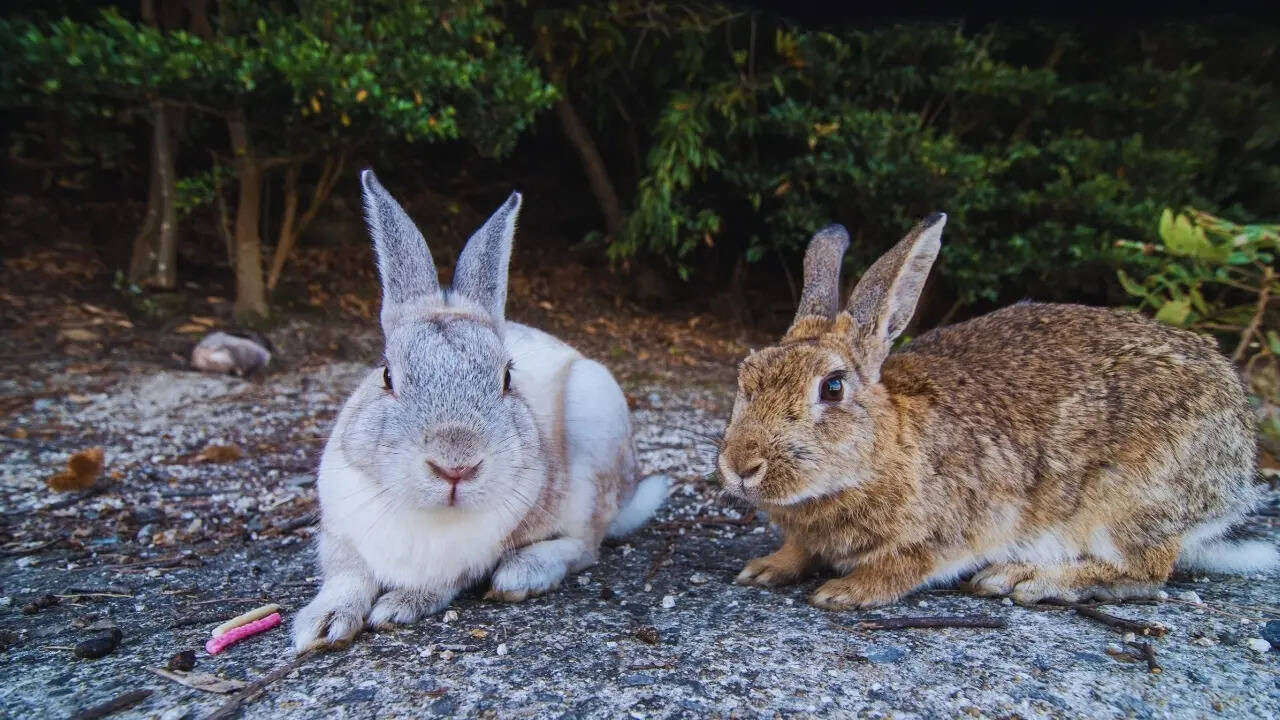 Rabbits in Ōkunoshima