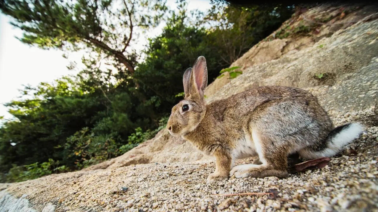 Rabbit in the wild