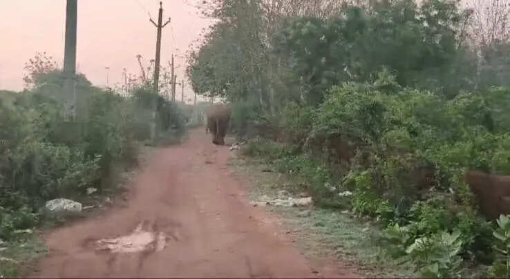 e6c775d6-f8cd-47d1-9e0f-91f5ae707e13_Photo01bhu_TG_elephant_in_Chandaka_1.jpg