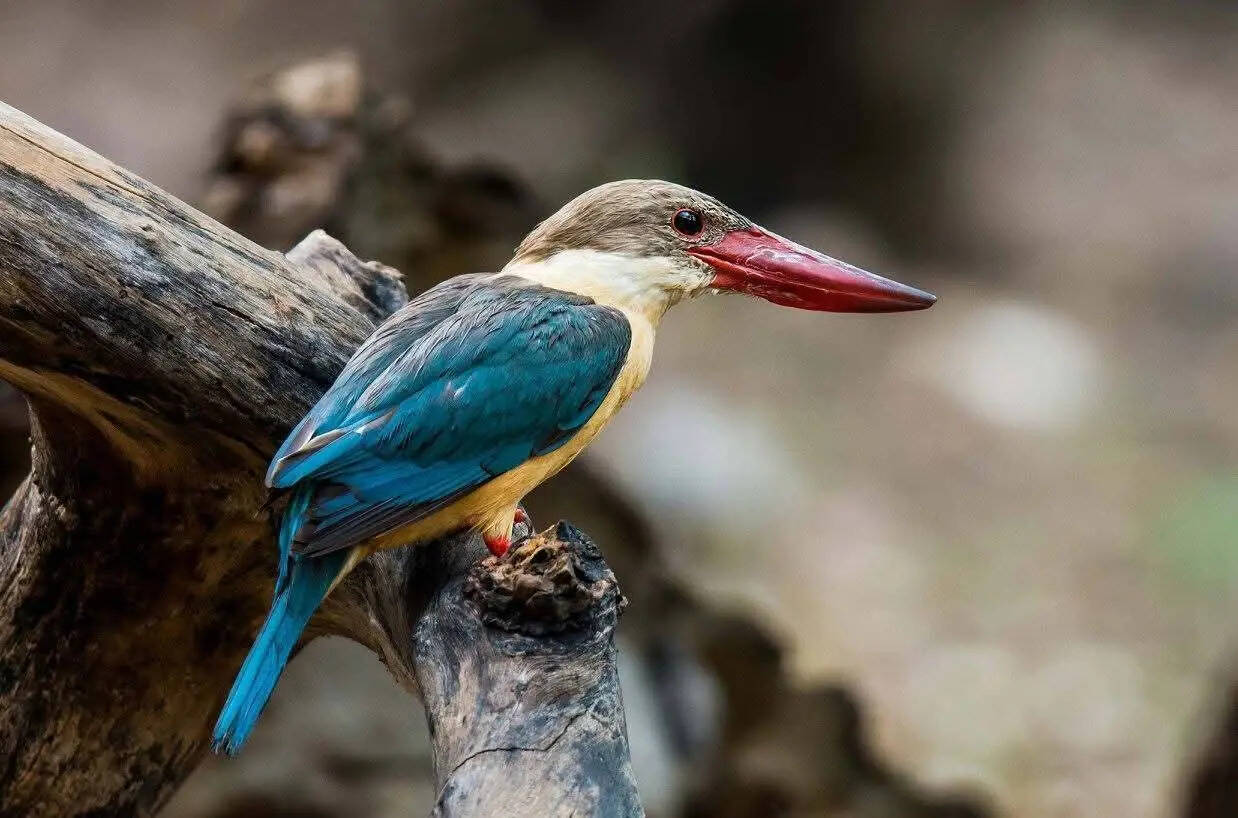 342e8d80-a448-4f78-878e-533a003e0177_Stork_billed_kingfisher_1.jpeg