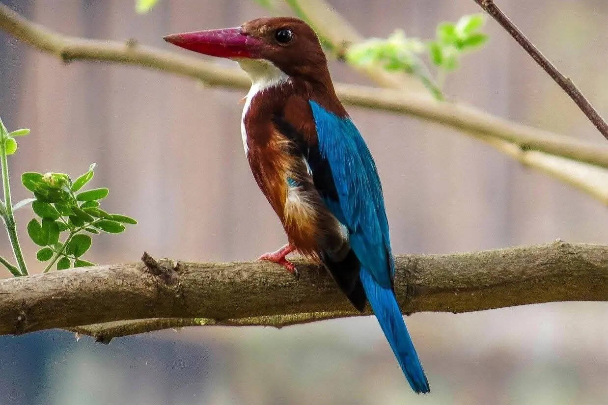 a3c09705-bf3c-42f1-bea4-a1eba455e9f1_White_breasted_kingfisher_1.jpeg