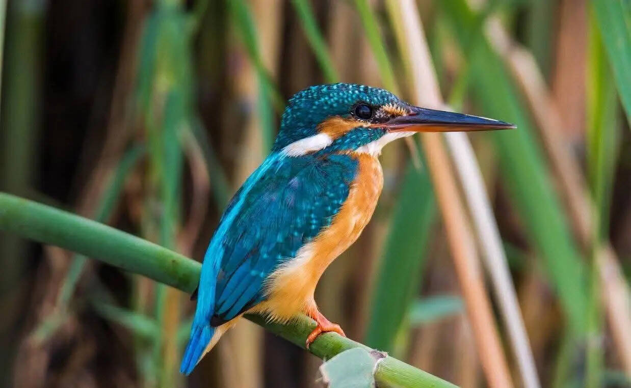c944e08f-1700-4f9c-b150-fa7dacf0d030_Common_kingfisher_1.jpeg